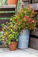 Pots with Leucothoe - Switch Ivy.