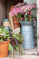 Arrangement of pots and tools near a metal jug of cut flowers Sedum and poppy
 seed heads, also pot of red-veined sorrel