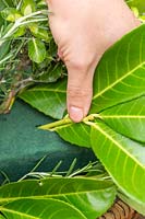 Close up showing how to insert cut foliage stems of Prunus laurocerasus - cherry
 laurel into wet floral foam 