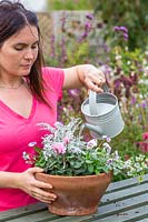 Woman using small watering can to water terracotta pot containing Cyclamen,
 Senecio maritima, Viola and Hedera helix - ivy