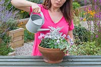 Woman using watering can to watering terracotta pot containing Cyclamen,
 Senecio maritima, Viola and Hedera helix - ivy