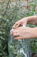 Woman putting cut material in polythene bag before taking hardwood cuttings from Cotoneaster franchetii