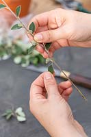 Close up of person removing lower foliage from Cotoneaster to prepare hardwood
 cuttings