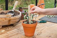 Inserting wooden plant label into pot of Cotoneaster hardwood cuttings