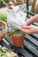 Woman covering plastic pot of Pittosporum hardwood cuttings with plastic bag to encourage rooting.