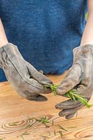Woman removing lower leaves from Grevilliea rosmarinifolia cuttings.
