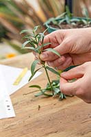 Woman removing lower foliage from semi-ripe cutting of Hebe albicans 'Blue Star'.