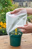 Woman covering watered pot of Hebe albicans 'Blue Star' cuttings with plastic bag to encourage rooting.