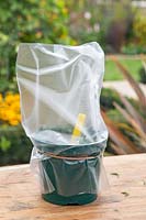 Plant pot of Hebe albicans 'Blue Star' cuttings are covered with plastic bag to encourage rooting.