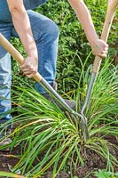 Woman using two gardening forks to separate large clump of Hemerocallis 'Arctic Snow' - Daylily 'Arctic Snow'. 