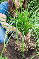 Woman replanting newly divided Hemerocallis - Daylily - plant.