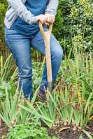 Woman digging up clump of Iris germanica 'Blue Rhythm' - Bearded Iris. 