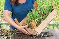 Woman holding crate of divided and trimmed Iris germanica 'Blue Rhythm' - Bearded Iris rhizomes.