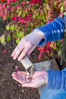 Woman emptying envelope of Calendula - Marigold seeds - in hand prior to sowing.