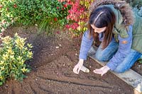 Woman direct sowing Calendula - Marigold - seeds along a drill in prepared flowerbed.