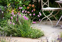 Border with Scabiosa incisa 'Kudo' and Erigeron karvinskianus - Mexican fleabane in cottage garden. Best of Both Worlds garden, Sponsored by BALI, RHS Hampton Court Palace Flower Show, 2018.
