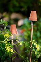 Terracotta Flowerpot as cane toppers in vegetable garden. 