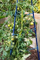 Blue metal stakes and string support ripening tomatoes in vegetable garden.  
RHS Grow Your Own with The Raymond Blanc Gardening School, 
RHS Hampton Court Palace Flower Show 2018