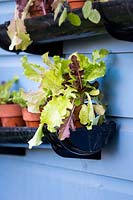 Gutter used as a shelf for purple and green salads in terracotta pots. RHS Grow Your Own with The Raymond Blanc Gardening School, RHS Hampton Court Palace Flower Show, 2018. 