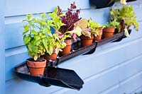 Gutter used as a shelf for purple and green salads and herbs in terracotta pots. RHS Grow Your Own with The Raymond Blanc Gardening School, RHS Hampton Court Palace Flower Show 2018