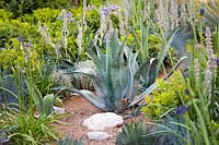 Flower bed with drought tolerant plants including Agave americana. Santa Rita 'Living La Vida 120' Garden, Sponsored by Santa Rita Wines, RHS Hampton Court Flower Show, 2018.