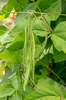 Phaseolus coccineus - Runner Bean 'Enorma' AGM