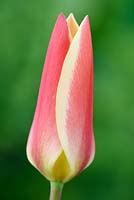 Tulipa  'Tinka' 