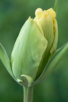 Tulipa  'Akebono' Double Tulip Late Group Flower bud 