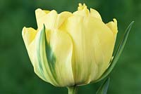 Tulipa  'Akebono'  Double Tulip Late Group 
