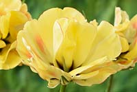 Tulipa  'Akebono'  - Double Tulip Late Group