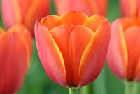 Tulipa  'World's Favourite' - Darwin Hybrid Group