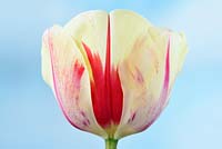 Tulipa  'Burning Heart'  - Darwin Hybrid Group