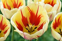 Tulipa  'Burning Heart' - Darwin Hybrid Group 