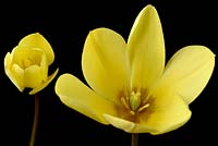 Tulipa montana 