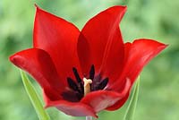 Tulipa  'Lasting Love'  - Triumph Tulip 