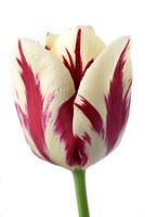 Tulipa  'Grand Perfection'  -  Triumph Tulip