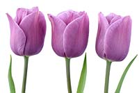 Tulipa  'Violet Beauty'  - Single Late Group 