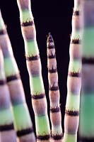 Equisetum hyemale - Horsetail Reed - young shoots