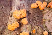 Coral Spot Fungus - Nectria cinnabarina