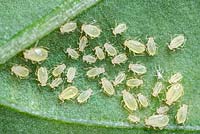 Green Aphid nymphs on leaf