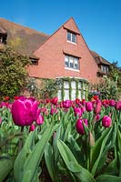Tulipa 'Red Blend' in front of House at East Ruston Old Vicarage Gardens, Norfolk, UK. 