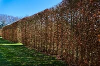 Fagus sylvatica - Beech hedging 
