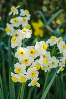 Narcissus 'Avalanche' - Daffodil 'Avalanche'