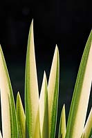 Iris pseudacorus 'Variegata' - Yellow flag 'Variegata'