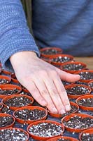 Woman gently firming surface of soil in small plastic plant pots.