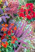 Autumnal container, planted with Erysimum - Wallflower 'Sugar Rush Red', Loropetalum 'Fire Dance', Skimmia japonica 'Rubella' and Calluna vulgaris 'Loki - Heather'. 
