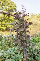 Lablab purpureus - Hyacinth Bean - climbing up wooden post.