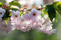 Prunus 'Matsumae-asami' - Flowering Cherry