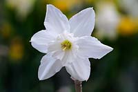 Narcissus 'Thalia' - Daffodil 'Thalia'