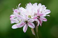 Allium 'Cameleon' - ornamental onion 